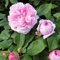 Rosa historische Rose Jacques Cartier/Marchesa Bocella sehr stark duftend öfterblühend in Büscheln