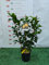 Limone spalliera 4 stagioni 70 cm pianta di agrumi produttiva di Sicilia Vivaio Annese