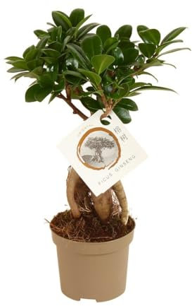 BONSAI FICUS MICROCARPA GINSENG M9 30CM | PLANTA NATURAL DE INTERIOR | FICUS RETUSA | PERFECTO PARA TERRARIOS Y COMPOSICIONES