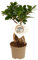 BONSAI FICUS MICROCARPA GINSENG M9 30CM | PLANTA NATURAL DE INTERIOR | FICUS RETUSA | PERFECTO PARA TERRARIOS Y COMPOSICIONES