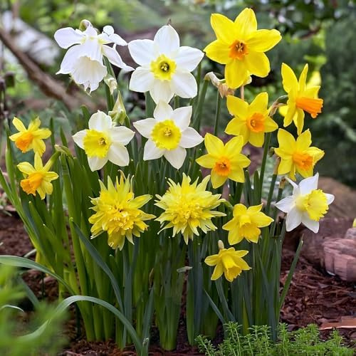 Narzissen Blumenzwiebeln Winterhart Mehrjährig - Steingarten Kollektion | Bunte Mischung, Hollandpflanzen, ideal zum Naturalisieren (keine Samen, nicht künstlich)