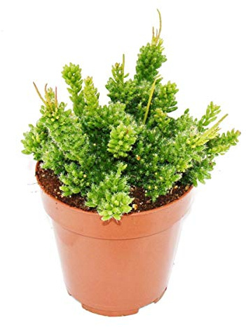 Exotenherz - Rhipsalis mesembryanthemoides - Korallenkaktus - im 12cm Topf