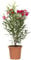 KENTIS - Nerium Oleander Rosso - Oleandro Pianta Vera da Esterno - Pianta da Giardino Fiorita Perenne - Altezza 40/50 cm Vaso Ø 18 cm
