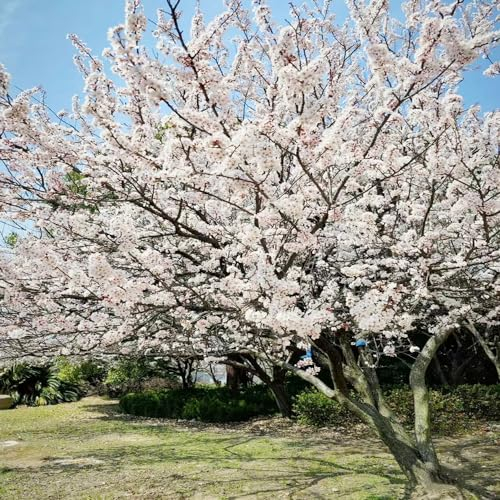 300 pcs blutpflaume baum samen kleine geschenke kräutergarten geschenk bienenweide pflanzensamen steingartenpflanzen winterhart blumenwiese samen saat hochbeett balkonblumen