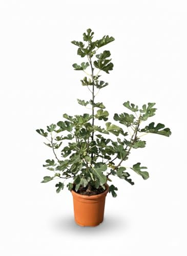 Sunny Tree - Ficus Carica (Higuera) – Figuier nain, pot de 18 litres, 120 cm (pot compris), vigoureux et en bonne santé, idéal pour le jardin ou le balcon