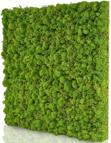 naturewalls Moospaneele Basic - 50 x50 - Moosbild Islandmoos - Mooswand selber Machen - Moosplatte - Wandbegrünung