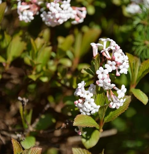 Zwerg Duftschneeball Nanum 20-30cm - Viburnum farreri - lebende Gartenpflanze aus den Baumschulen