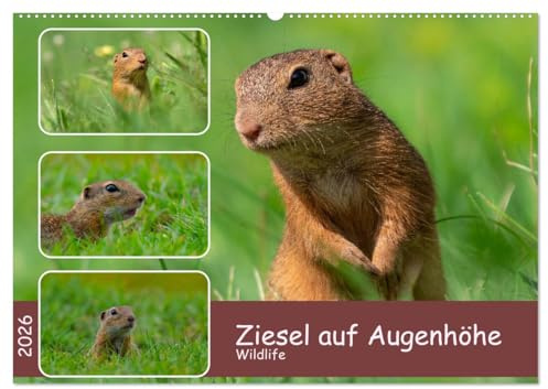 Ziesel auf Augenhöhe (Wandkalender 2026 DIN A2 quer), CALVENDO Monatskalender: Ziesel - Wildlife aus der Bauchlage (CALVENDO Tiere)