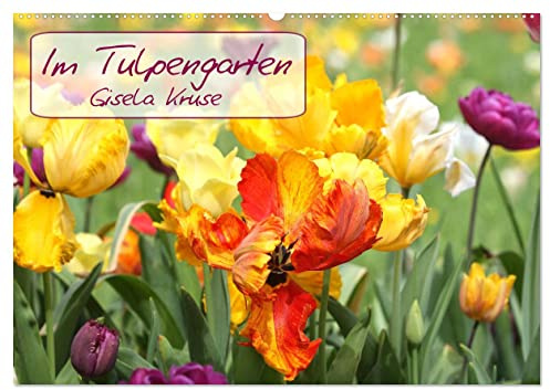 Im Tulpengarten (Wandkalender 2026 DIN A2 quer), CALVENDO Monatskalender: Tulpen in harmonischen Farbkombinationen leuchten im Frühlingslicht (CALVENDO Natur)