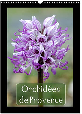 Orchidées de Provence (Calendrier mural 2023 DIN A3 vertical): Orchidées rencontrées dans les Alpilles et le Luberon (Calendrier mensuel, 14 Pages )