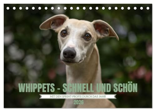 WHIPPETS - SCHNELL UND SCHÖN (Tischkalender 2026 DIN A5 quer), CALVENDO Monatskalender: Heute Sprinter morgen Couch Potatoe (CALVENDO Tiere)