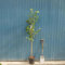 3 piante di Tiglio h 80/100 cm in vaso ø11 cm Tilia Cordata albero ornamentale per siepi e ombra, fioritura profumata che attira le api (pianta mellifera) Vivaio di Castelletto