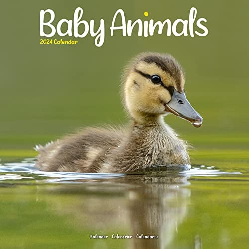 Baby Animals - Tierbabys 2024 - 16-Monatskalender: Original Avonside-Kalender [Mehrsprachig] [Kalender] (Wall-Kalender)