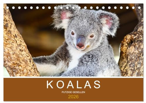 Koalas, putzige Gesellen (Tischkalender 2026 DIN A5 quer), CALVENDO Monatskalender: Flauschige Teddybären, die man knuddeln müchte (CALVENDO Tiere)
