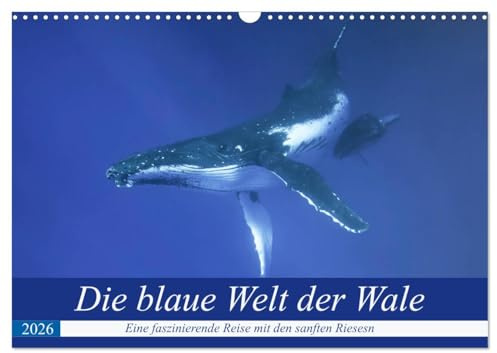 Die blaue Welt der Wale (Wandkalender 2026 DIN A3 quer), CALVENDO Monatskalender: Eine fantastische Reise in die Tiefen des Pazifiks mit den gigantischen Buckelwalen (CALVENDO Tiere)