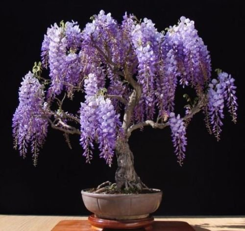 Lila Chinese Wisteria sinensis 5 Samen ez wachsen Bonsai
