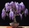 Lila Chinese Wisteria sinensis 5 Samen ez wachsen Bonsai