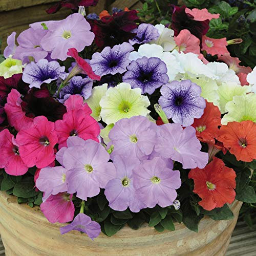 Petunia Hybrid ‘Frenzy Mixed ’,Half Hardy annuals, 24x Plugs by Thompson and Morgan (24)