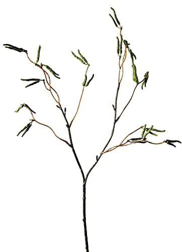 creativ home Künstlicher BIRKENZWEIG Birke-Zweig mit Birken-Kätzchen. Kunstpflanze, Kunstblume. ca 53cm. GRÜN