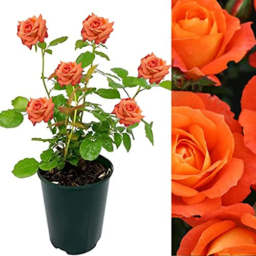 Rose Bush Super Trouper - Floribunda Orange Rose Bush for The Garden in a 3 Litre Pot (2 Plants)