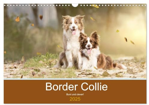 Border Collie - Bunt und clever! (Wandkalender 2025 DIN A3 quer), CALVENDO Monatskalender: Border Collies - die bunten Hunde machen einfach Spaß! (CALVENDO Tiere)