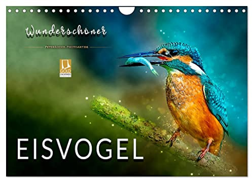 Wunderschöner Eisvogel (Wandkalender 2026 DIN A4 quer), CALVENDO Monatskalender: Eindrucksvolle Bilder der schillernden Vögel. (CALVENDO Tiere)
