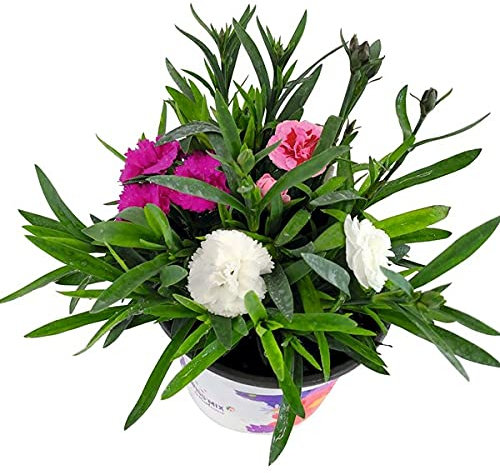 Clavel Chino Planta Natural Dianthus Chinensis Planta con Flores de Colores Surtidos