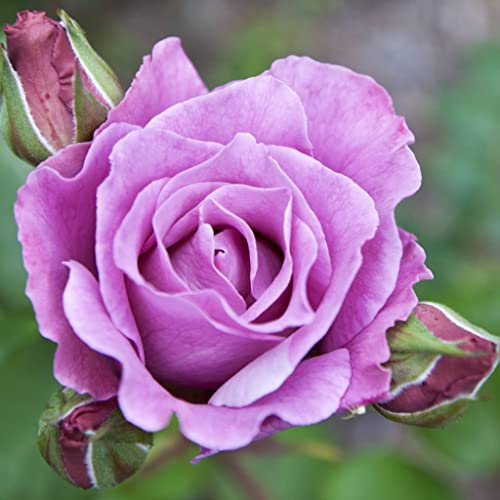 Blue Moon Rose | Climbing Rose | 4L Potted Rose