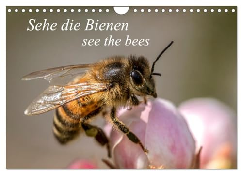 Sehe die Bienen (Wandkalender 2026 DIN A4 quer), CALVENDO Monatskalender: Natürliche Makro-Momentaufnahmen in freier Natur (CALVENDO Tiere)