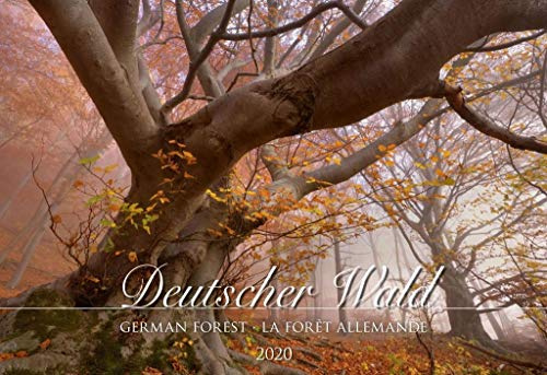 Deutscher Wald 2020 - Bildkalender quer (50 x 34) - Bäume - Wald - Landschaftskalender - Natur - Wandkalender: German Forest; La Fôret Allemande
