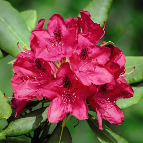 Rhododendron Hardy Hybrid Nova Zembla – Showy Red Blooms with Dark Green Foliage, Evergreen Shrub for Acid Soils and Mixed Borders, 1X 18 Litre Pot by Thompson and Morgan