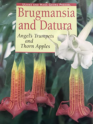 Brugmansia and Datura: Angel's Trumpets and Thorn Apples