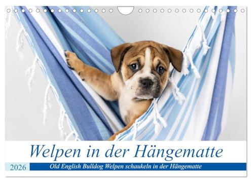 Welpen in der Hängematte (Wandkalender 2026 DIN A4 quer), CALVENDO Monatskalender: Drollige Old English Bulldog Welpen in einer Hängematte (CALVENDO Tiere)