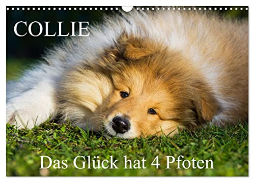 Collie - Das Glück hat 4 Pfoten (Wandkalender 2026 DIN A3 quer), CALVENDO Monatskalender: Eine der schönsten Rassen, der Collie, auf 13 bezaubernden Kalenderblättern (CALVENDO Tiere)