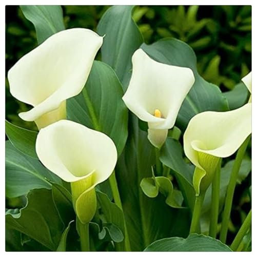 Calla Lily Plant,Calla Lily Bulbs Mix,Flowering Bulbs Excellent Display Indoor Perennial Balcony Garden Bulbs Can Be Potted Aromatic -2bulbs-E