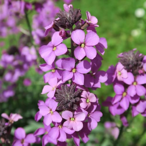 YouGarden 1 x Erysimum WallFlower 'Bowles Mauve' in 3 Litre Pot, Hardy Perennial Erysimim Plants for Gardens, Garden Ready Outdoor Flowers for Planters
