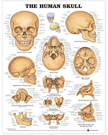 Anatomical Chart Skull Art Poster, 20 x 26 Heavy Paper, Unframed, Living Room Decor