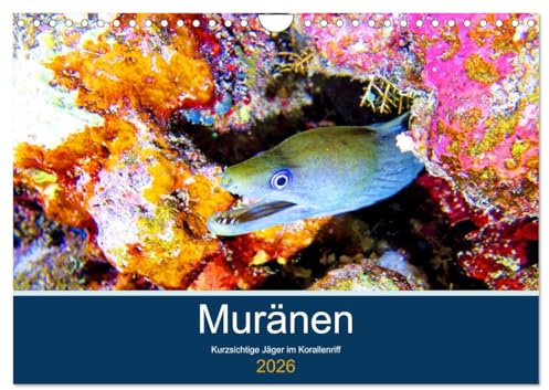 Muränen - Kurzsichtige Jäger im Korallenriff (Wandkalender 2026 DIN A4 quer), CALVENDO Monatskalender: Muränen werden zu Unrecht als Schrecken der Meere bezeichnet (CALVENDO Tiere)