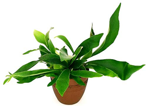 POWERS TO FLOWERS - PLATYCERIUM ALCICORNE IN VASO CERAMICA MOKA, pianta vera