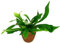 POWERS TO FLOWERS - PLATYCERIUM ALCICORNE IN VASO CERAMICA MOKA, pianta vera