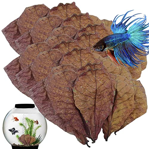 Aquarium Catappa Laub – Betta Garnelen Laub, Fisch Wasseraufbereiter Aquarium Laub | Fin Rot Treatmnt Catappa indisches Mandellaub, pH Balance Wasseraufbereiter für Garnelen, Wels, Habi