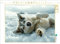 CALVENDO Puzzle Husky liegt im Schnee | 1000 Teile Lege-Größe 64 x 48 cm Foto-Puzzle für glückliche Stunden