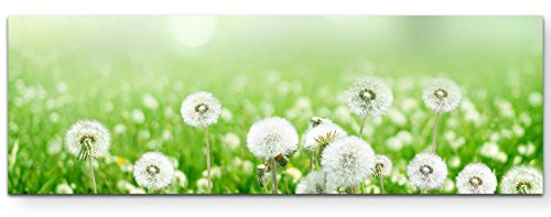 Paul Sinus Art Leinwandbilder | Bilder Leinwand 120x40cm Frühlingswiese mit Pusteblumen