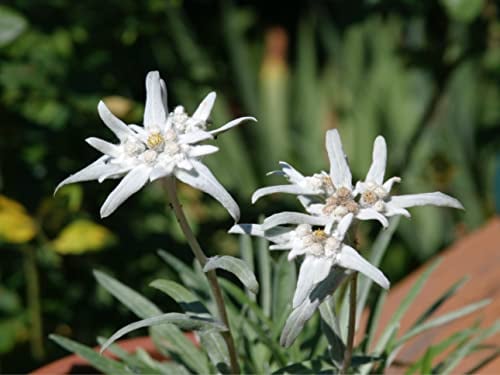 1.000 deutsche Edelweiß Samen (lat. Leontopodium nivale), mehrjährige winterharte Pflanze, inzwischen selten, dennoch wunderbare Bienenweide und reich an Pollen, für Kalk- und steinhaltige Böden ideal