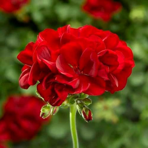 100Pcs Fresh Red Geranium Flower Seeds