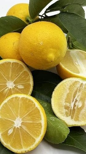 Pianta di Limone Dolce in Fitocella