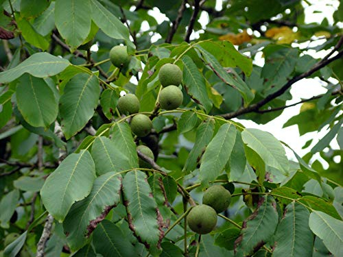 Echte Walnuss Juglans regia Pflanze 70-80cm Walnussbaum Welschnuss Baumnuss