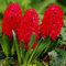 COOTO Garden Hyazinthenzwiebeln x3 Hyazinthen zwiebeln winterhart Frühlingsblumenzwiebel Hyazinthen zwiebel Jan Bos