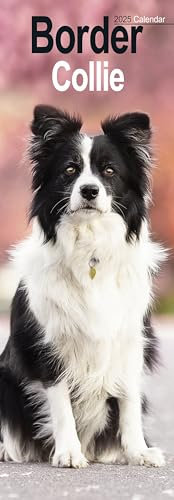 Border Collies 2025: Original Avonside-Kalender – Slimline [Mehrsprachig] [Kalender] (Slimline-Kalender)