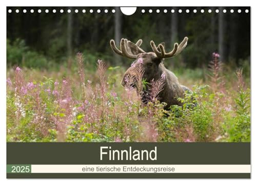 Finnland: eine tierische Entdeckungsreise (Wandkalender 2025 DIN A4 quer), CALVENDO Monatskalender